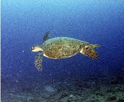 Green turtle swimming off Ogasawara Islands